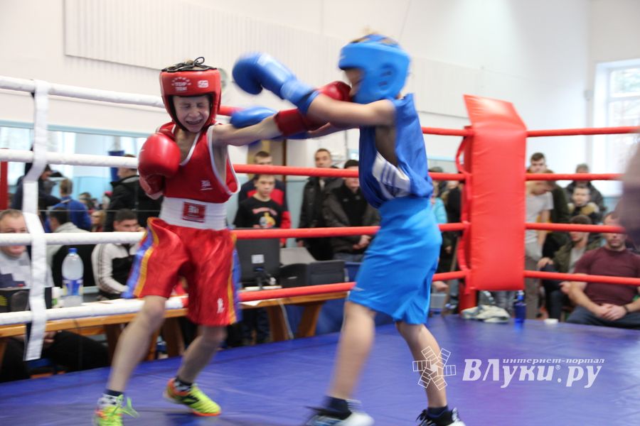 В Великих Луках завершились соревнования по боксу (ФОТО)