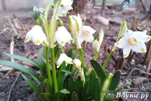 Мощная волна потепления придет в Псковскую область через два дня