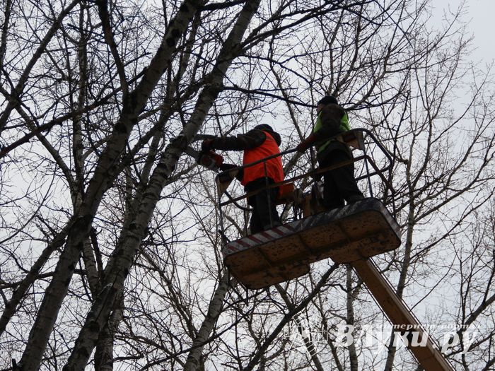 На проспекте Гагарина идет формовка деревьев (ФОТО)