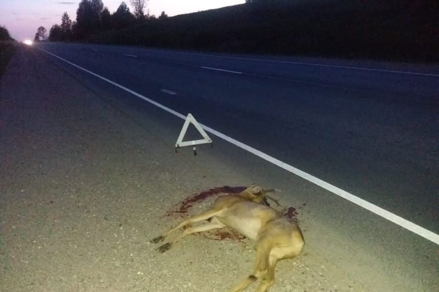 Под Великими Луками водитель сбил косулю (ФОТО)