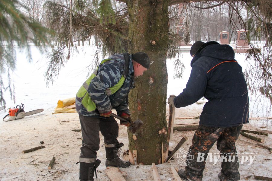 Ёлочка приехала! (ФОТО)
