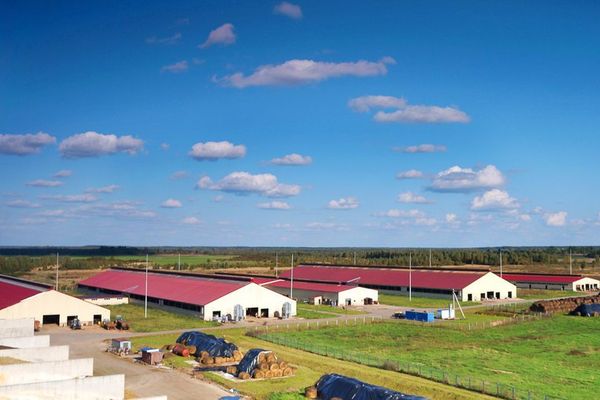 Определены лучшие хозяйства по надою молока в Псковской области