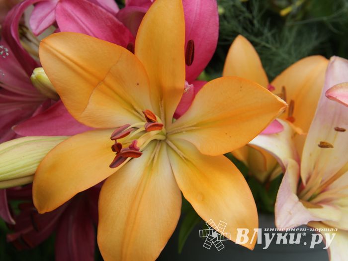 «Парад детских колясок» в День семьи, любви и верности (ФОТО)