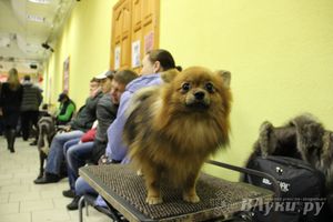 Всероссийская выставка собак в Великих Луках (фото)
