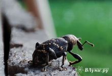 Прогноз погоды на 3 мая в Великих Луках