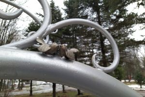 В парке «Петровский» появилась «Яблоня любви» (ФОТО)