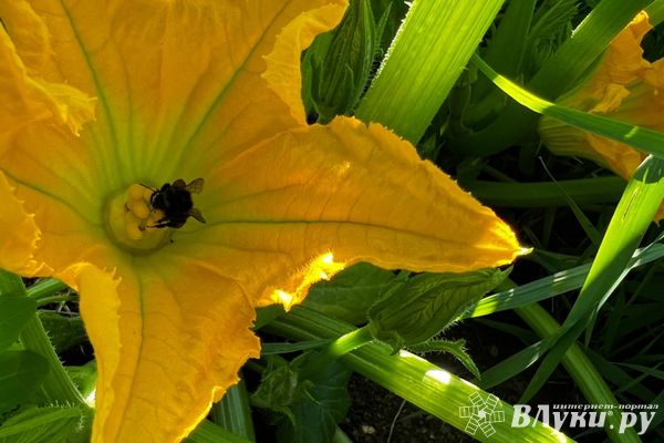 В Псковской области в отдельные дни августа будет +30