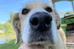 «Zooбастики» и ВЛуки.ру объявляют фотоконкурс «Пёс-кожаный нос»