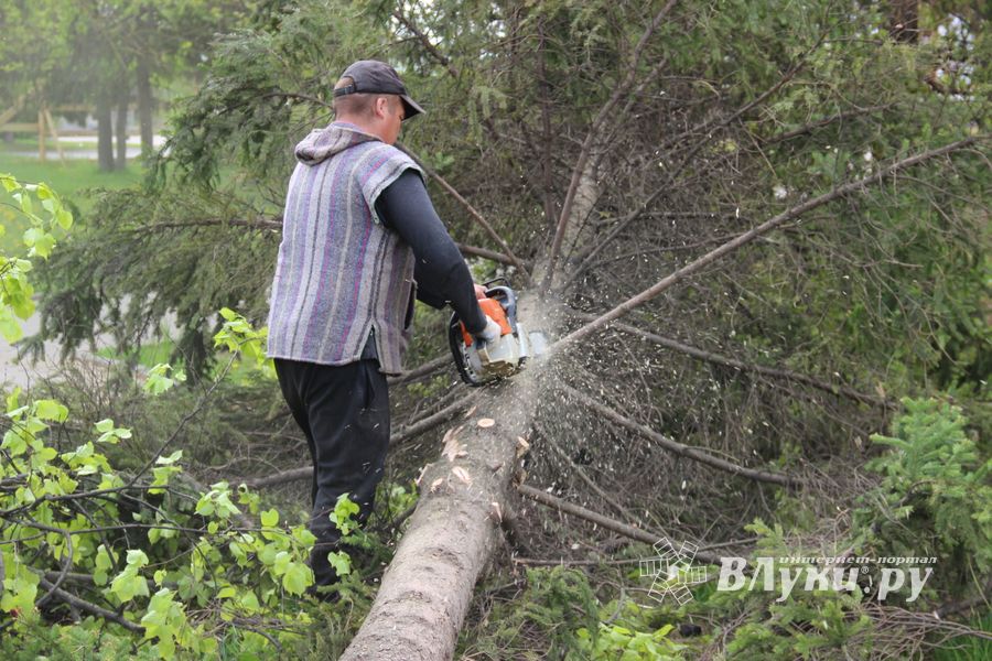 На площади Калинина убирают лишние деревья (ФОТО)