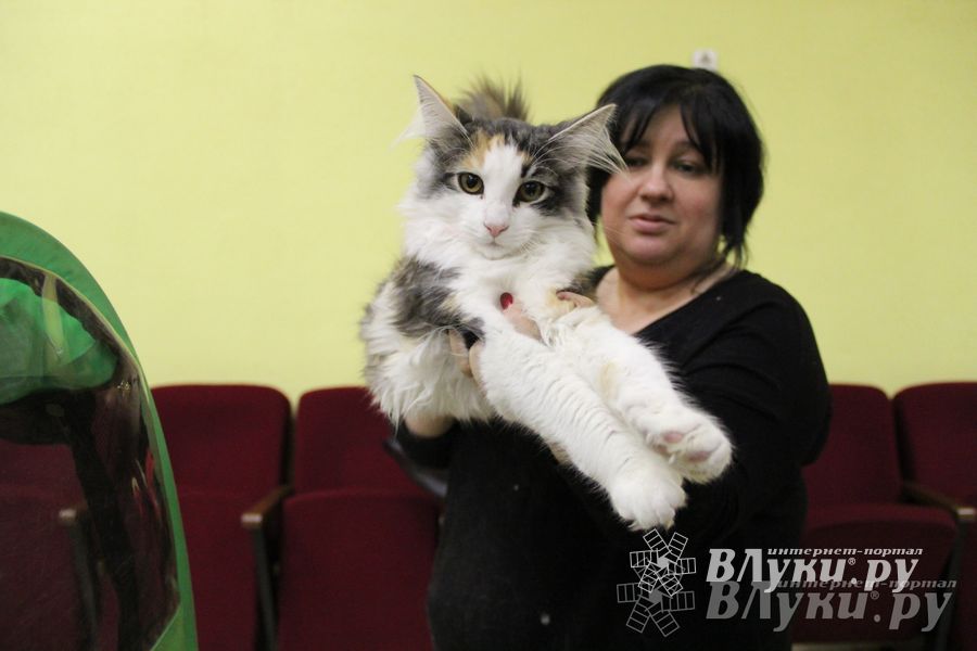 В Великих Луках прошла выставка кошек (фото)