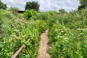 Великолучанка собралась жаловаться Путину на опасный Лазавицкий переезд (ФОТО)