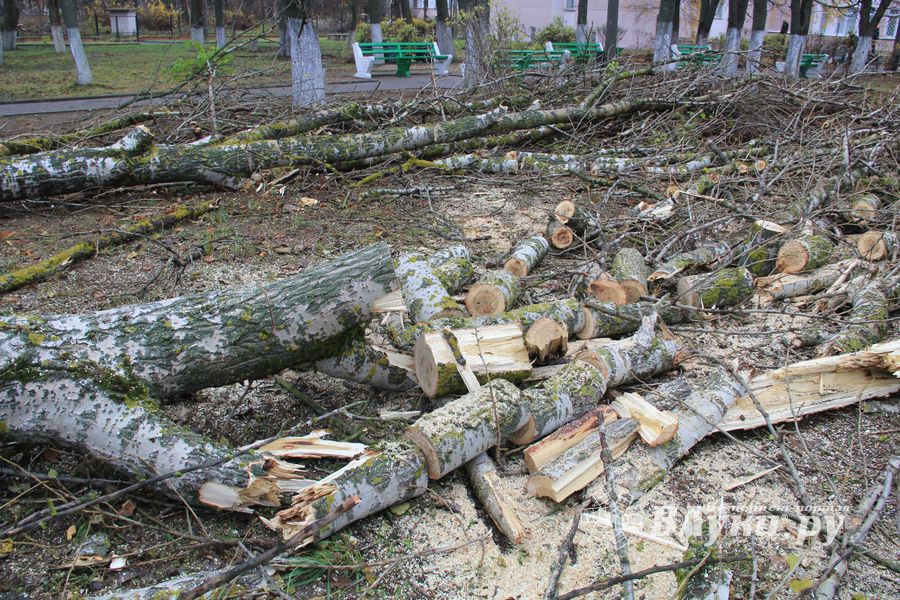Возле железнодорожной больницы облагораживают сквер (ФОТО)