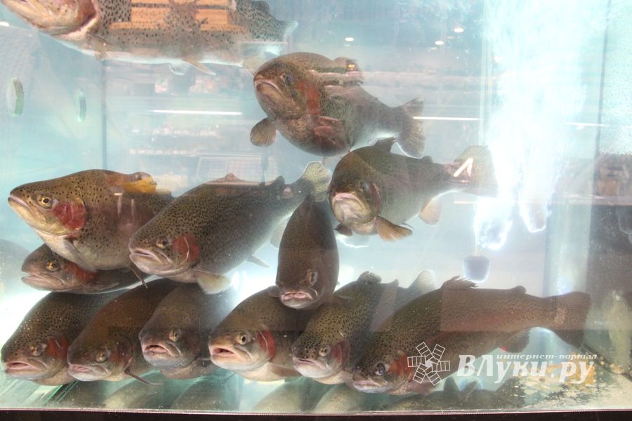 Такой рыбы нигде больше нет (ФОТО)