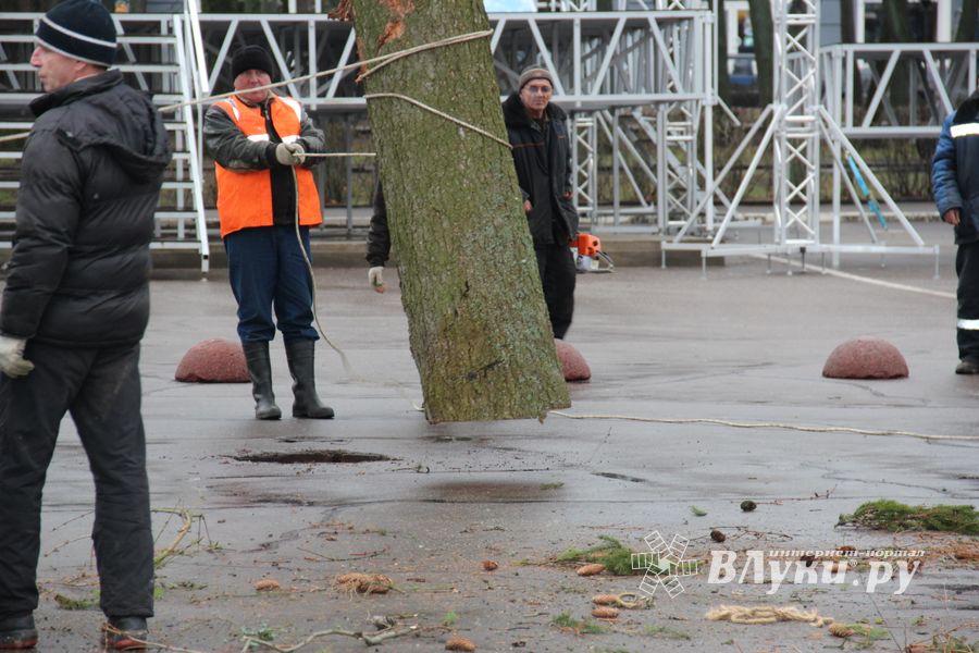 Сегодня в Великие Луки привезли главную новогоднюю ёлку (фото)