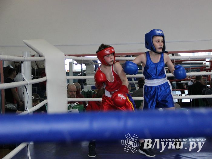 Юные великолучане выявили сильнейших боксёров (ФОТО)
