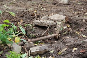 Куда исчезли пихты у Свято-Вознесенского собора в Великих Луках