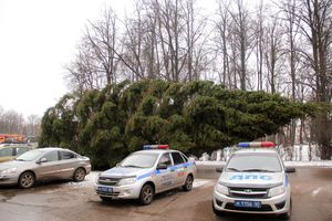 Ёлочка приехала! (ФОТО)