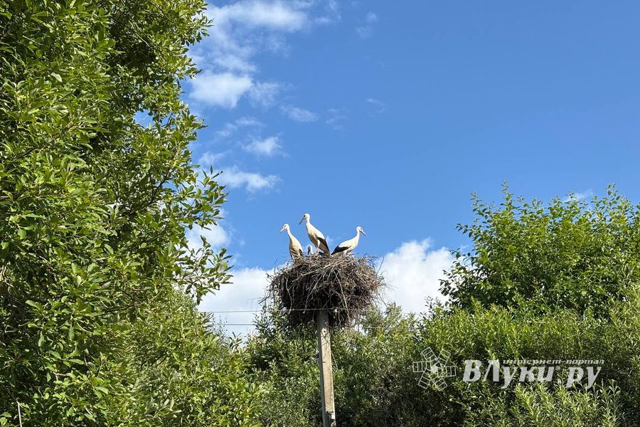 ВЛуки.ру