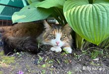 Прогноз погоды на 24 июня в Великих Луках