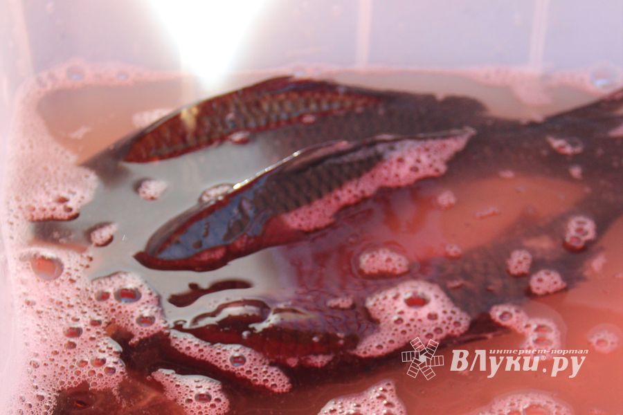 В Великих Луках прошла универсальная осенняя ярмарка (ФОТО)