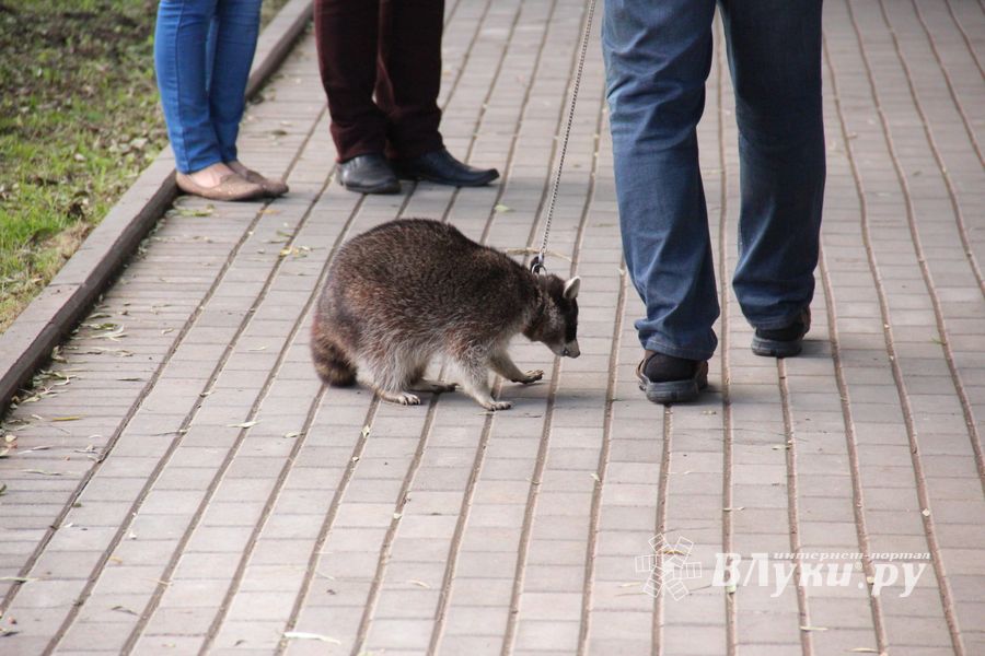 «Куклоград» и «Город мастеров» на праздновании Дня города Великие Луки (ФОТО)