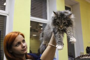 В Великих Луках прошла выставка кошек (фото)