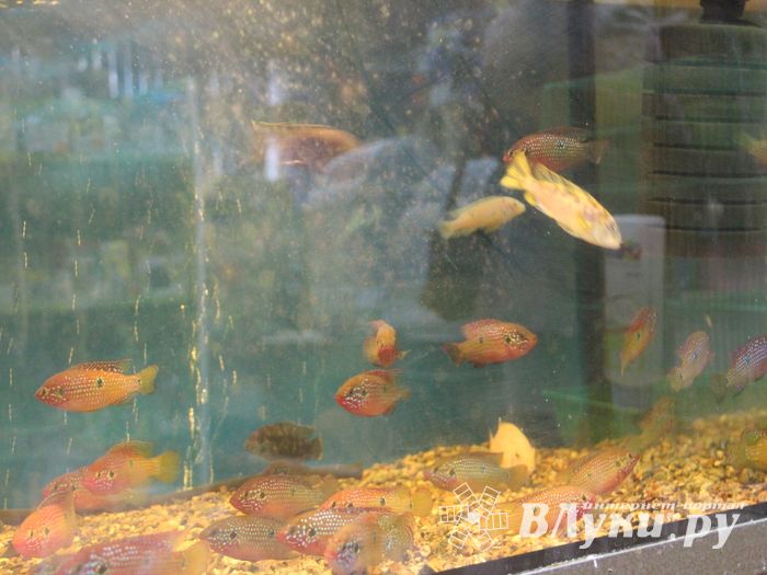 «Zooбастики»: подарите праздник своим любимцам! (ФОТО+ВИДЕО)