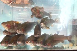 Такой рыбы нигде больше нет (ФОТО)