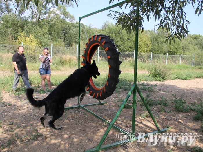 День открытых дверей на спортивно-дрессировочной площадке