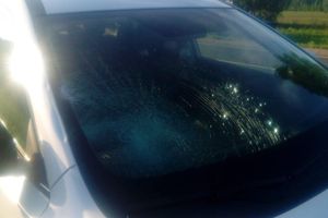 ДТП под Куньей – лось выскочил на машину (ФОТО)