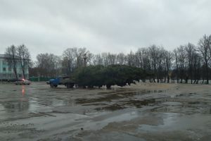 В Великие Луки привезли главную новогоднюю ёлку