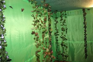 Выставка тропических бабочек в Великих Луках