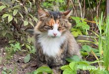 Прогноз погоды в Великих Луках на 29 сентября