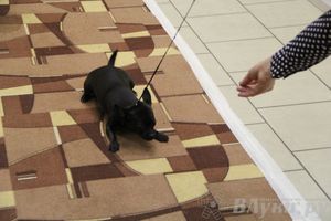 Всероссийская выставка собак «Великие Луки — 2014»