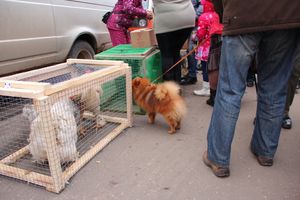 В Великих Луках проходит Весенняя ярмарка