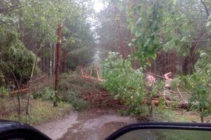 Ураган в Псковской области валил деревья и срывал крыши (ФОТО)