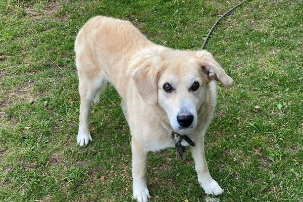 В Великолукском районе введен карантин по бешенству