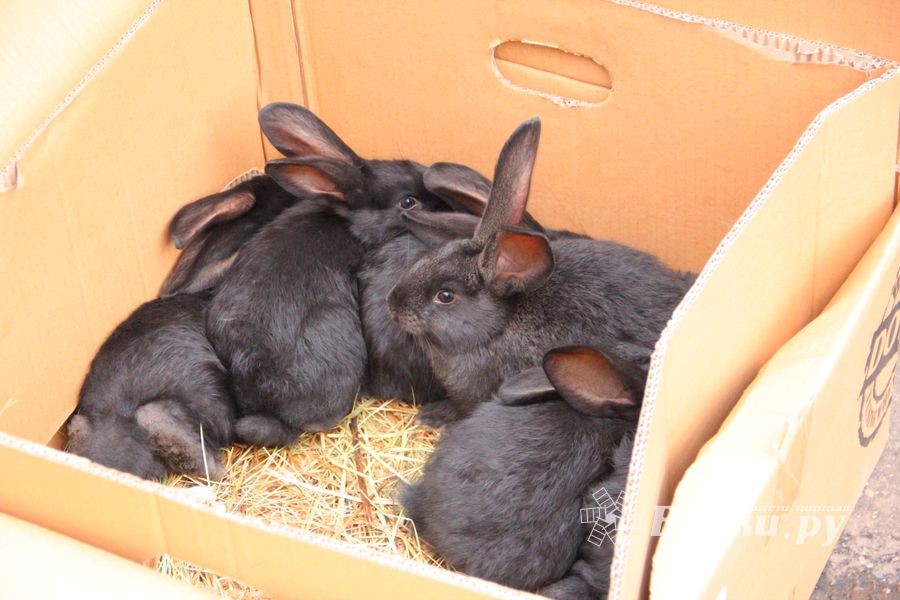 В Великих Луках проходит Весенняя ярмарка