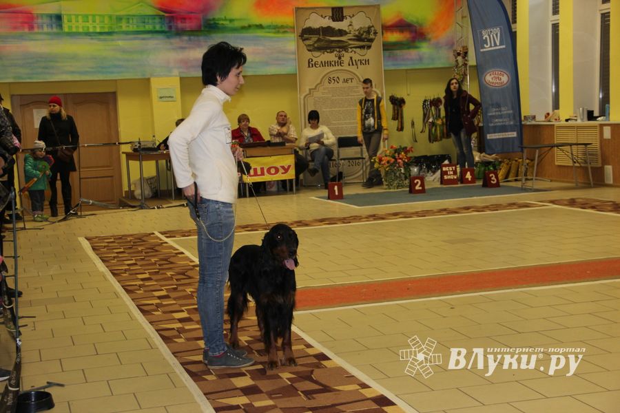 Всероссийская выставка собак в Великих Луках (фото)