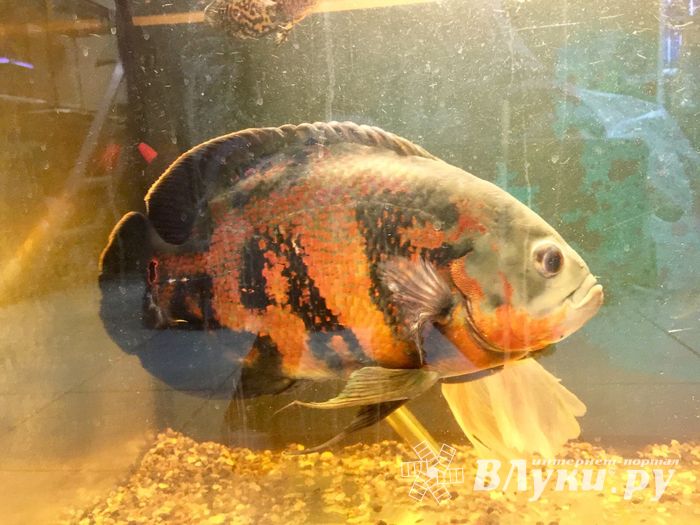 «Zooбастики»: подарите праздник своим любимцам! (ФОТО+ВИДЕО)