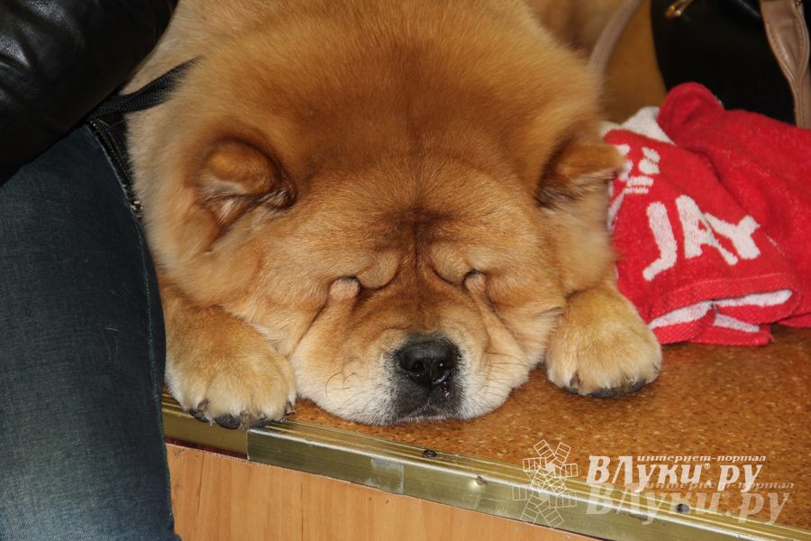 Всероссийская выставка собак в Великих Луках (фото)