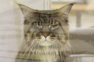 В Великих Луках прошла выставка кошек (фото)