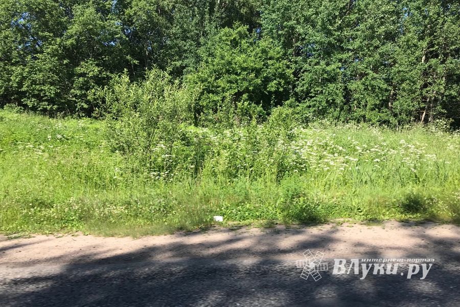 Трава у дома (ФОТО)