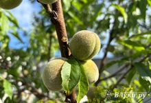 Прогноз погоды на 8 июля в Великих Луках