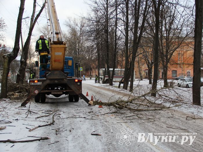 На проспекте Гагарина идет формовка деревьев (ФОТО)