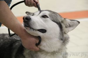 Всероссийская выставка собак «Великие Луки — 2014»