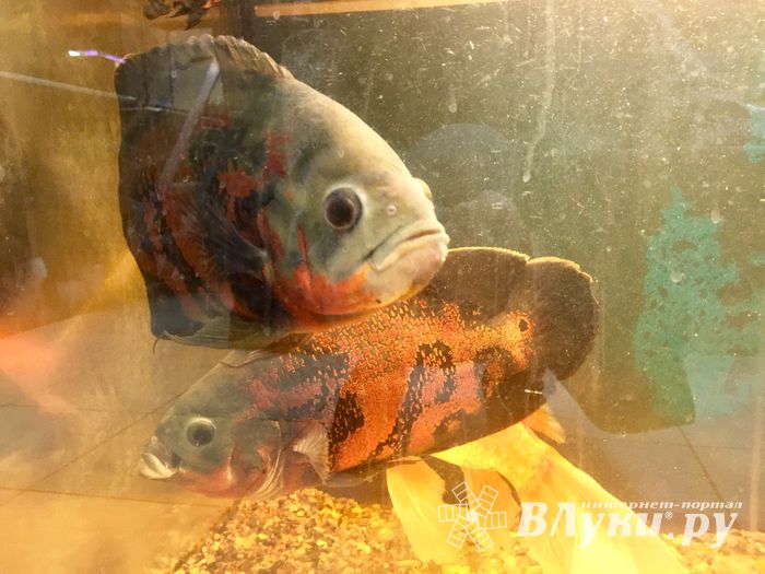 «Zooбастики»: подарите праздник своим любимцам! (ФОТО+ВИДЕО)