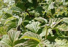 Готовим ягодные кустарники к зиме: 5 дел, о которых нельзя забывать