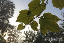 Сегодня воздух в Великих Луках прогреется до +20