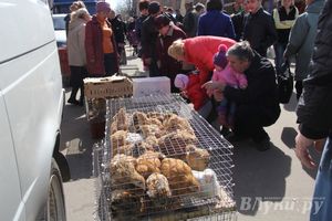 Универсальная торговая ярмарка «Весна-2015» прошла в Великих Луках (фото)